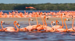 Tour Yucatán self drive di 9 giorni: Chichén Itzá, Uxmal e cenotes