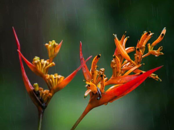 Fiore