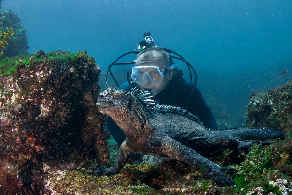 Iguana marina con sub