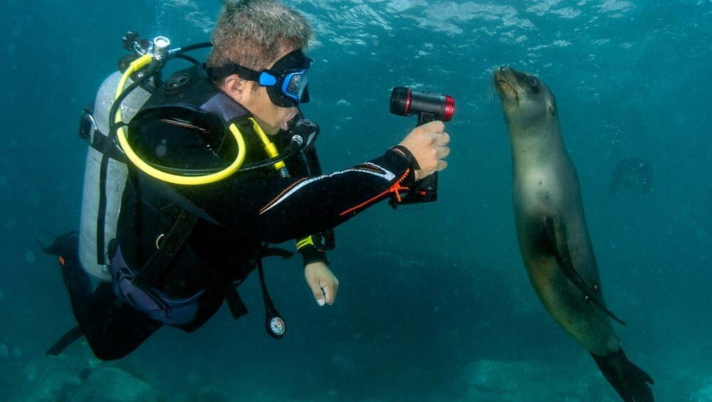 Subacqueo con leone di mare