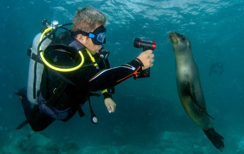 Soggiorno sub alle Galapagos di 5 giorni a Santa Cruz