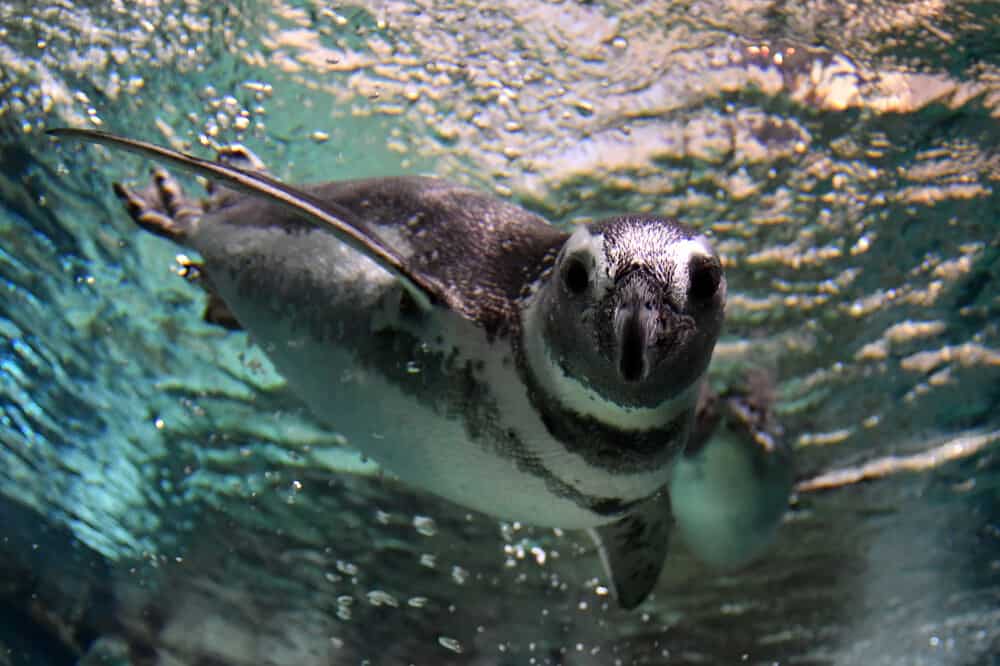 Viaggio alle Galapagos: conosci la natura_pinguini