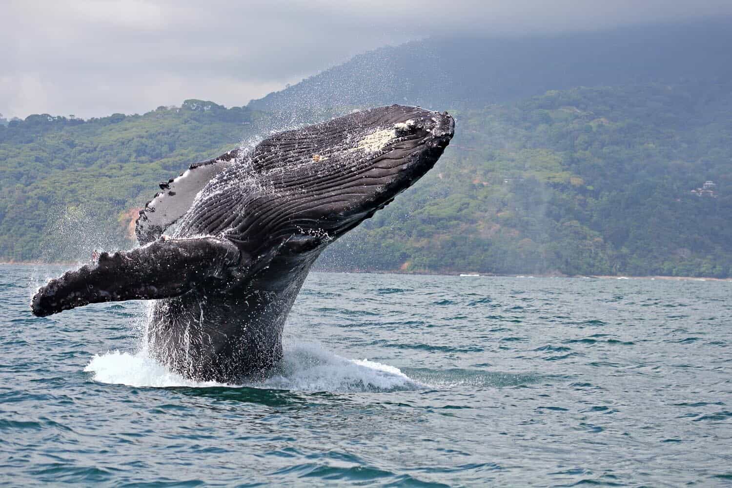 Parco marino Ballena, Costa Rica: balene ai tropici!