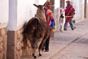 Cusco, Perù! Altitudine, cose vedere, cosa fare_lama a passeggio