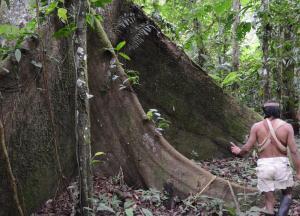 Amazzonia: ecco la foresta pluviale più grande del Pianeta_albero con indigeno