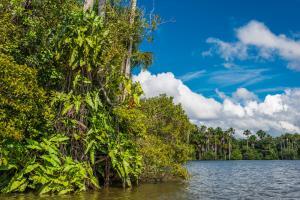 Amazzonia: ecco la foresta pluviale più grande del Pianeta_Rio Napo