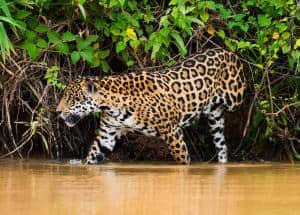 Amazzonia: ecco la foresta pluviale più grande del Pianeta_giaguaro
