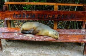 Isola Isabela, Galapagos: cosa vedere, cosa fare, informazioni, guida_leone di mare