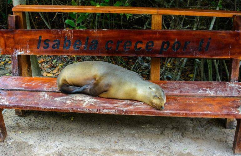 Isola Isabela, Galapagos: cosa vedere, cosa fare, informazioni, guida_leone di mare