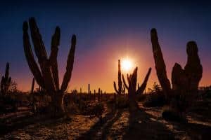 Baja California: quando andare, cosa vedere, gli itinerari. Cactus al tramonto