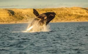 Penisola di Valdés, Argentina. Cosa vedere, quando andare