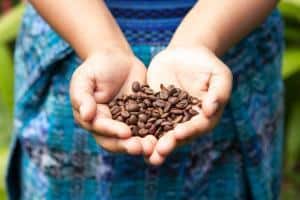 Costa Rica cosa vedere: una piantagione di caffé