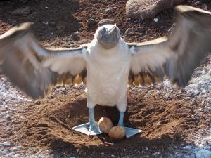 Galapagos: consigli di viaggio! Gli animali 