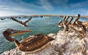 Perù - Riserva di Paracas e Isole Ballestas. 6 cose da fare e vedere: pellicani