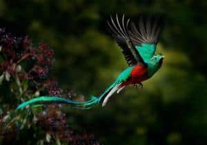 Riserva di Monteverde, Costa Rica: informazioni di viaggio - quetzal