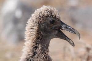 Animali delle Galapagos_la guida _baby albatro
