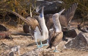 Animali delle Galapagos_la guida _sule piediazzurri