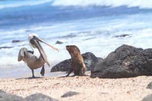 Animali delle Galapagos_la guida _pellicano e leone di mare