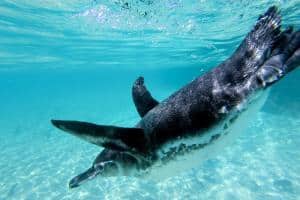 Animali delle Galapagos_la guida _pinguino