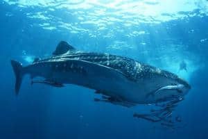 Animali delle Galapagos_la guida _squalo balena