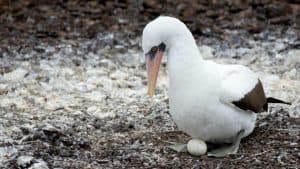 Animali delle Galapagos_la guida _sula nasca