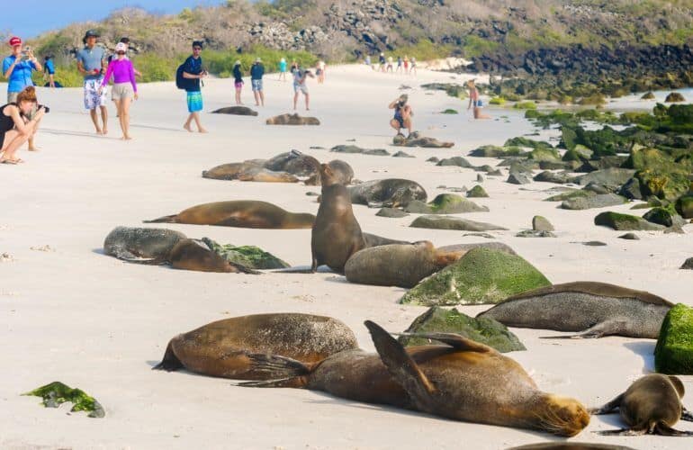 Española, Galapagos: informazioni_spiaggia con turisti