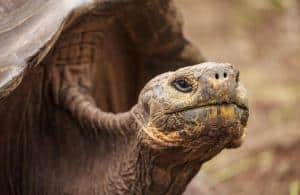 Galapagos_quanto_ costano_tartaruga