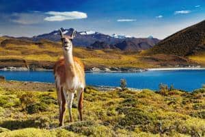 Cile parchi nazionali: 9 aree protette da non perdere! torres del paine