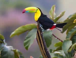 Costa Rica: parchi, riserve e altre aree protette-