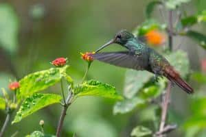 Parco nazionale Arenal, Costa Rica: tutto quello da sapere- colibrì
