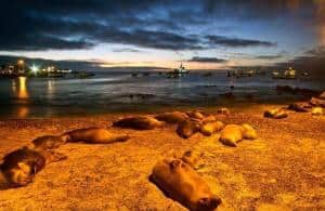 San Cristobal, Galapagos_leoni di mare