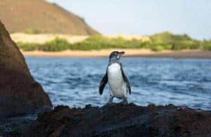 Santiago, Galapagos: informazioni e consigli di viaggio_pinguino