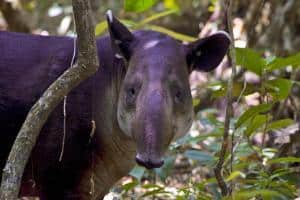 Costa Rica: parchi, riserve e altre aree protette- corcovado