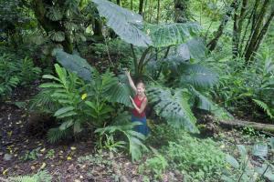 Costa Rica: parchi, riserve e altre aree protette- monteverde