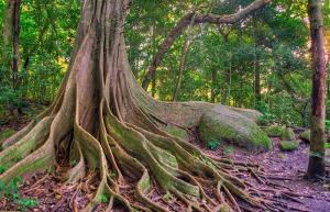 Costa Rica: parchi, riserve e altre aree protette- rincontreremo de la vieja