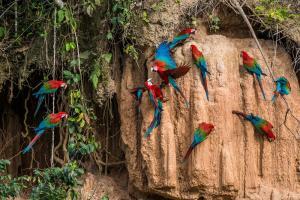 Foresta amazzonica, Perù: cosa vedere, cosa fare, come organizzare un tour-pappagalli che si nutrono di argilla