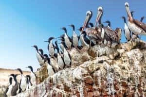 Isole Ballestas, Paracas: la fauna, il candelabro.