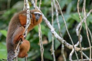 Amazzonia, Ecuador: dove andare, cosa vedere, cosa fare
