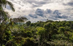 Amazzonia, Ecuador: dove andare, cosa vedere, cosa fare