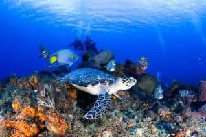 Cozumel, Messico: le spiagge, cosa vedere, le immersioni e lo snorkeling