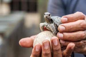 20 animali delle Galapagos_baby tartaruga