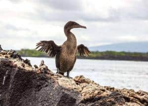 20 animali delle Galapagos_cormorano attero