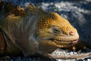 20 animali delle Galapagos_iguana terrestre