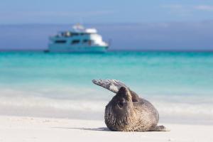 20 animali delle Galapagos_leone marino e yacht