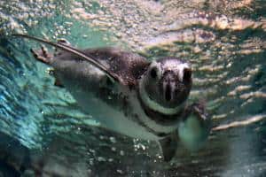 20 animali delle Galapagos_pinguino