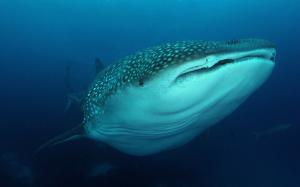 20 animali delle Galapagos_squalo balena
