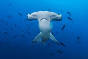 20 animali delle Galapagos_squalo martello