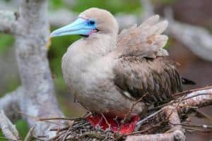 20 animali delle Galapagos_sula piedirossi