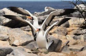 20 animali delle Galapagos_sule nasca