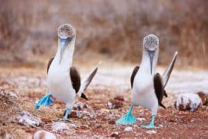 20 animali delle Galapagos_sule piediazzurri